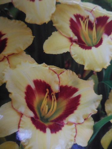 6 daylily el desperado flower roots perennials 2016 bright yellow w/ burgundy