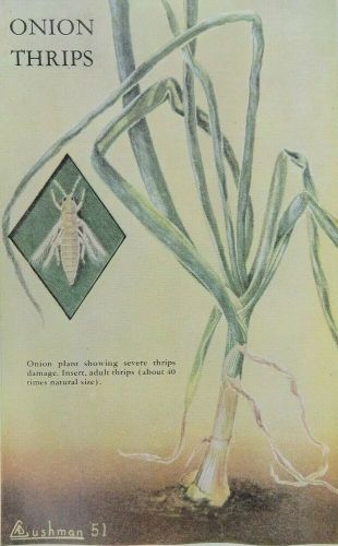 Vintage color plate onion thrips pest a.d. cushman 1951 entomology insect print